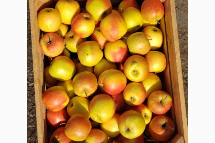 Яблука гурт- фото № 2