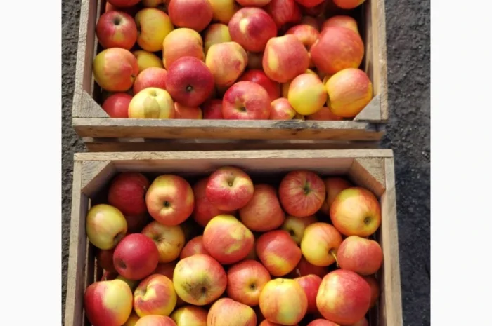 Яблука гурт- фото № 4