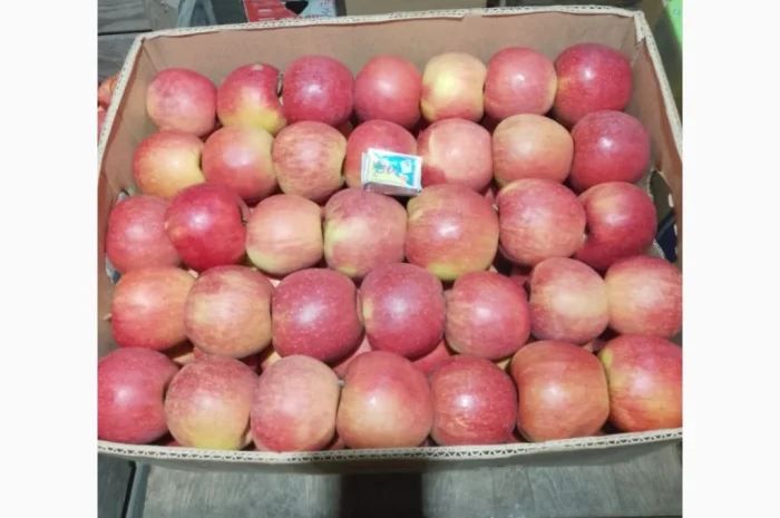 Продаются яблоки различных сортов! Урожай 2025- фото № 2