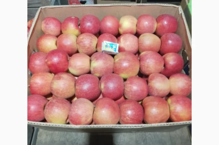 Продаются яблоки различных сортов! Урожай 2025- фото № 3
