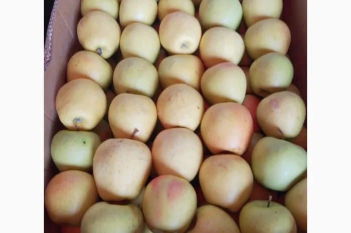 Продаются яблоки различных сортов! Урожай 2025- фото № 4