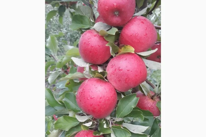 Продам яблука- фото № 1