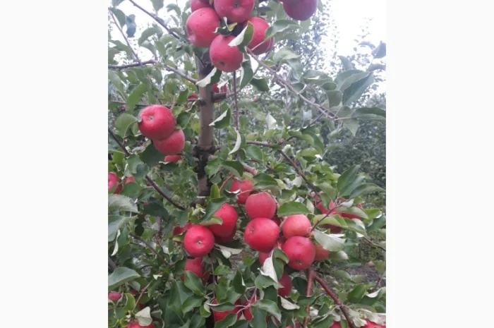 Продам яблука- фото № 2