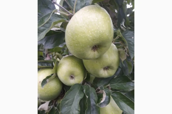 Продам яблука- фото № 3