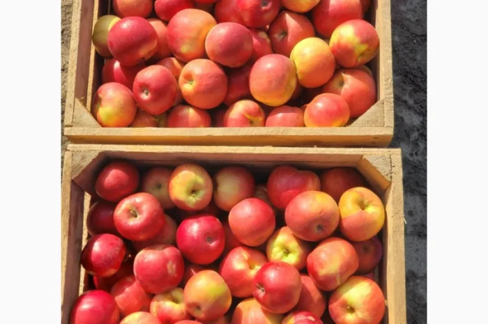 Продам ЯБЛУКА гуртом: Симеренко- фото № 1