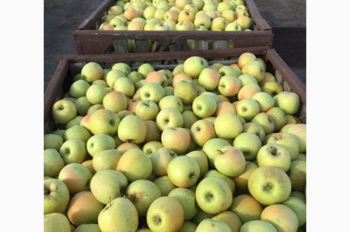 Продаем яблоки товарные и промпереработка врожай 2024 року. НДС- фото № 9