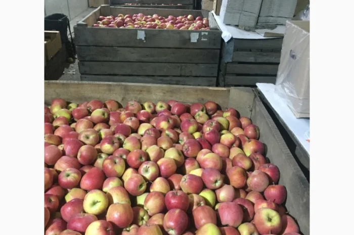 Продаем яблоки товарные и промпереработка врожай 2024 року. НДС- фото № 10