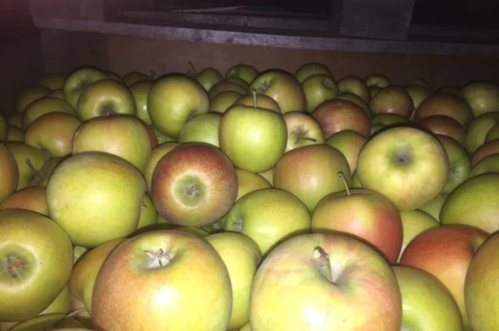 Продаем яблоки товарные и промпереработка врожай 2024 року. НДС- фото № 1