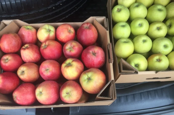 Продаем яблоки товарные и промпереработка врожай 2024 року. НДС- фото № 2