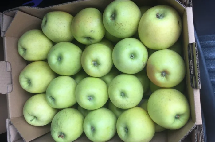 Продаем яблоки товарные и промпереработка врожай 2024 року. НДС- фото № 3