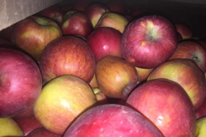 Продаем яблоки товарные и промпереработка врожай 2024 року. НДС- фото № 4