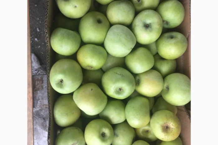 Продаем яблоки товарные и промпереработка врожай 2024 року. НДС- фото № 6