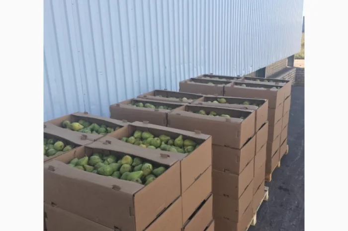 Продаем яблоки товарные и промпереработка врожай 2024 року. НДС- фото № 7