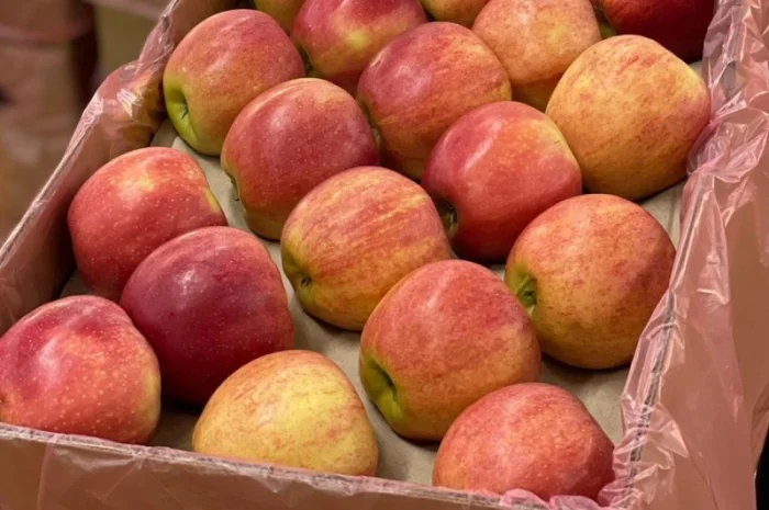 Куплю яблоки- фото № 1