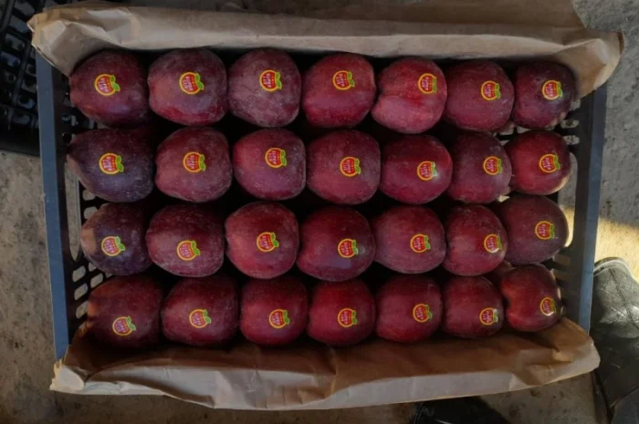 Куплю яблоки- фото № 2