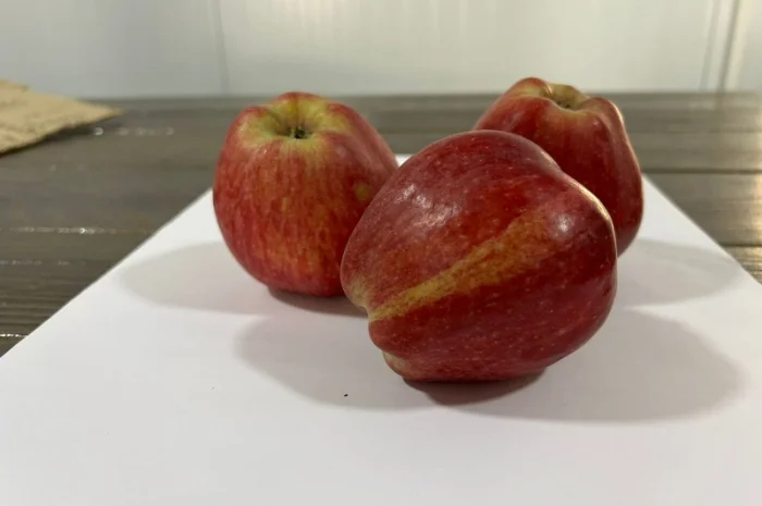 Продам яблука Ред Чіф- фото № 4