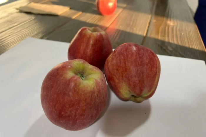 Продам яблука Ред Чіф- фото № 5