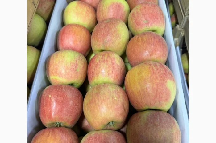 Продам Яблуко Чемпіон- фото № 1