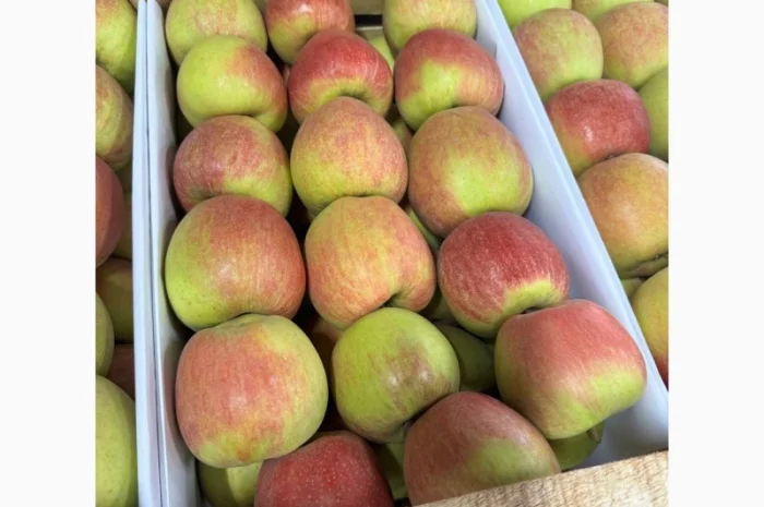 Продам Яблуко Чемпіон- фото № 3