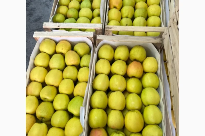 Продам яблука Голден- фото № 4