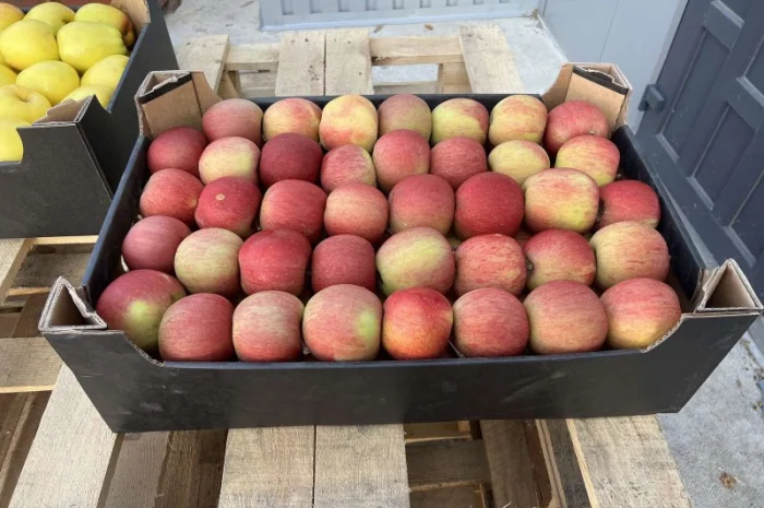 Продам яблука Фуджі- фото № 1