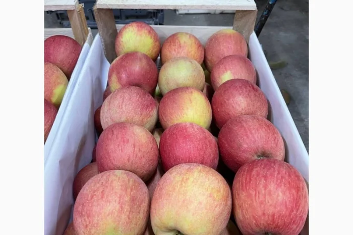 Продам яблука Фуджі- фото № 2