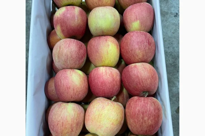 Продам яблука Фуджі- фото № 3
