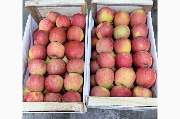 Продам яблука Фуджі- фото № 4