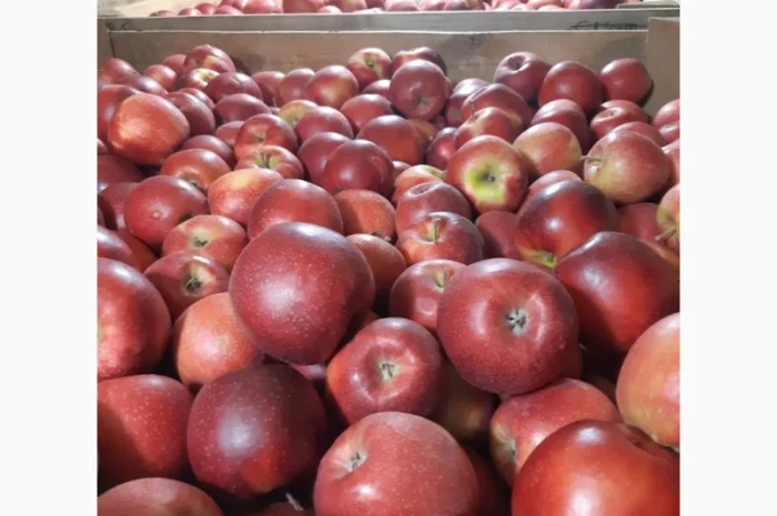 Продам яблуко чемпіон, чорний принц- фото № 1