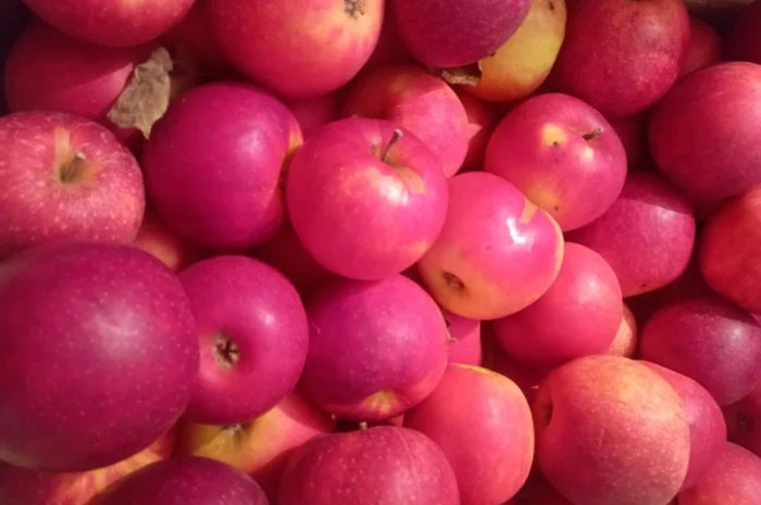 Продам якісні яблука різних сортів- фото № 1