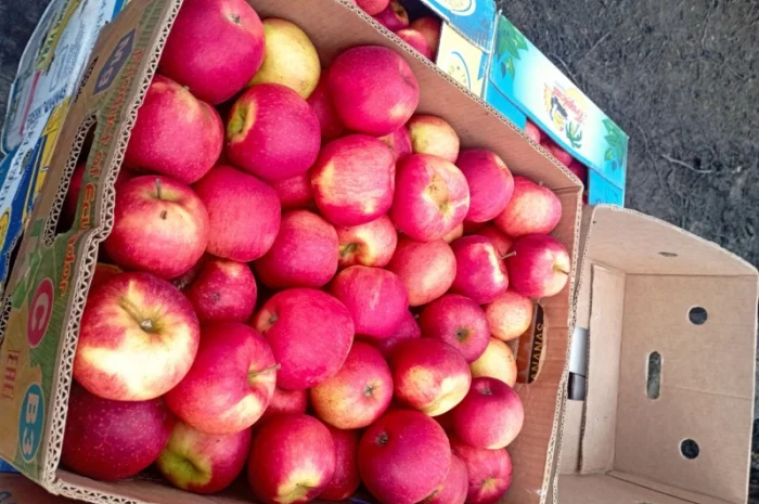 Продам якісні яблука різних сортів- фото № 4