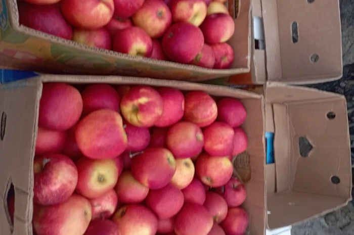 Продам якісні яблука різних сортів- фото № 5