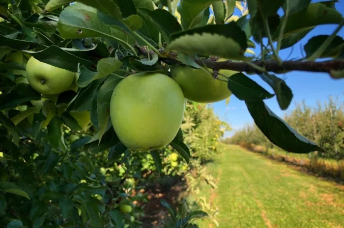 Реалізація яблук (Айдаред, Аскольд, Гала, Голден Делішес, Моді, Пінова, Семеренко, Чемпіон- фото № 1