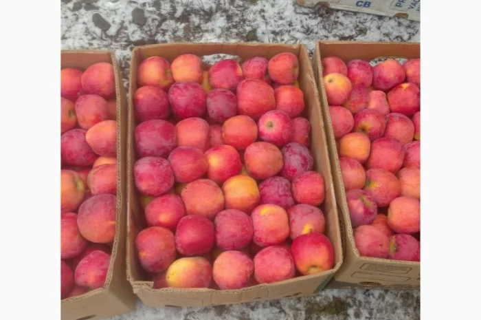 Продам яблука флорина- фото № 1