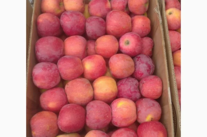 Продам яблука флорина- фото № 2