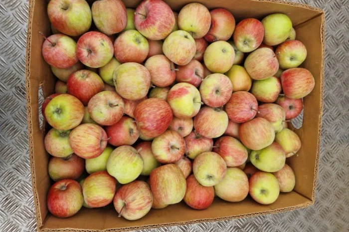 Яблука різних сортів- фото № 1