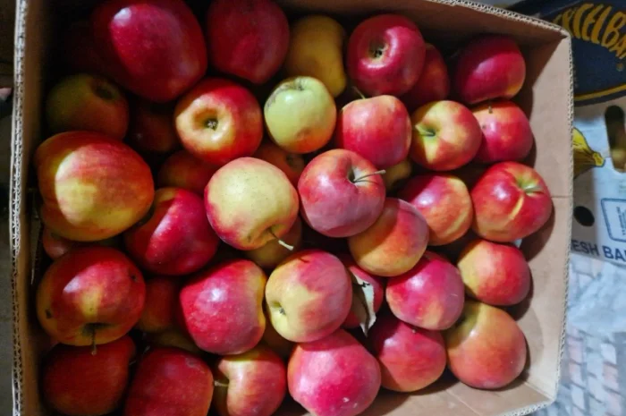 Яблука різних сортів- фото № 2