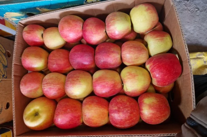 Яблука різних сортів- фото № 3