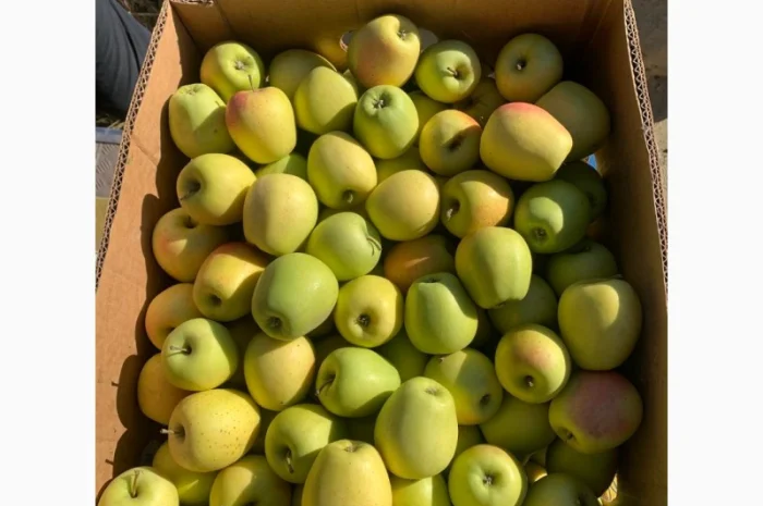 Яблука різних сортів- фото № 4