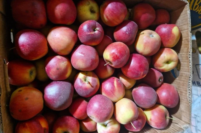 Яблука різних сортів- фото № 7