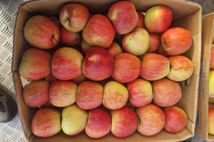 Продам яблука різних сортів гарноі якості- фото № 10