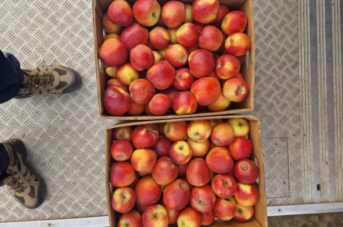 Продам яблука різних сортів гарноі якості- фото № 11