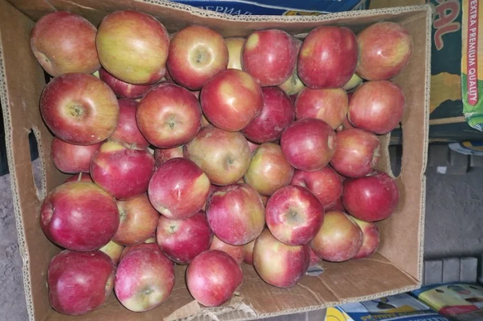 Продам яблука різних сортів гарноі якості- фото № 12