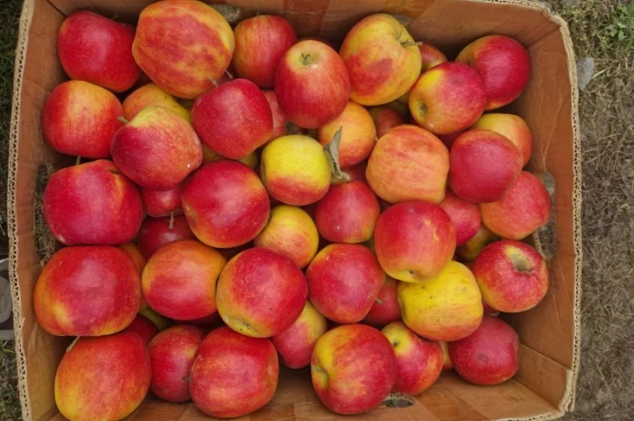 Продам яблука різних сортів гарноі якості- фото № 13