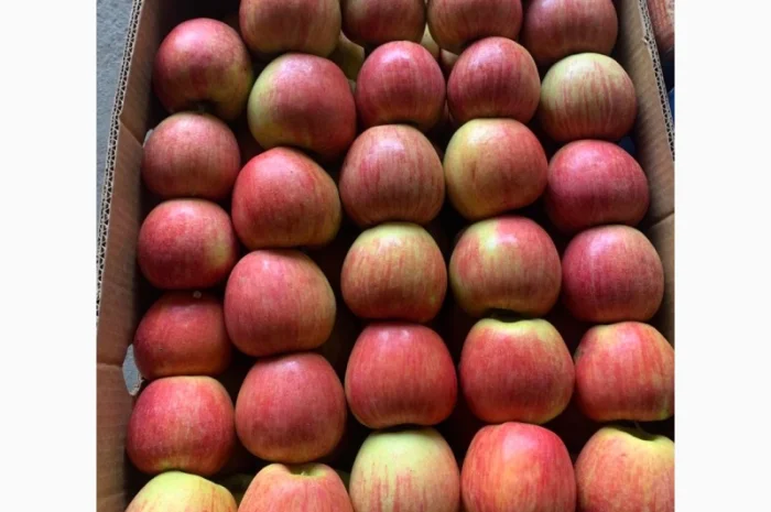 Продам яблука різних сортів гарноі якості- фото № 3