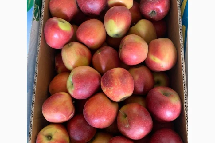 Продам яблука різних сортів гарноі якості- фото № 4