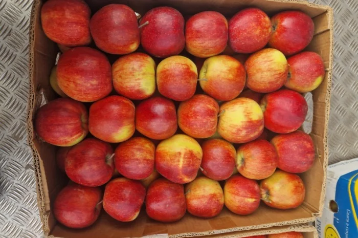 Продам яблука різних сортів гарноі якості- фото № 5