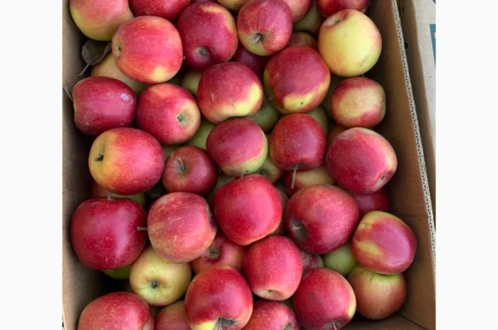 Продам яблука різних сортів гарноі якості- фото № 6