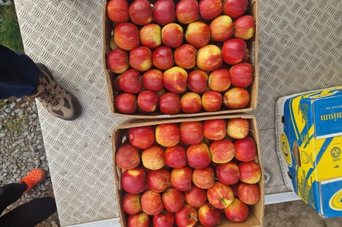 Продам яблука різних сортів гарноі якості- фото № 7