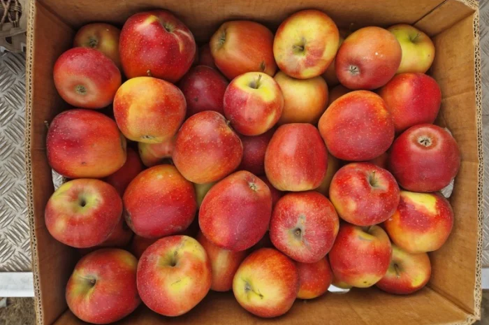 Продам яблука різних сортів гарноі якості- фото № 8
